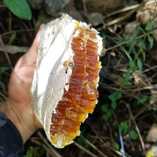 宁明县土蜂蜜不满意包退