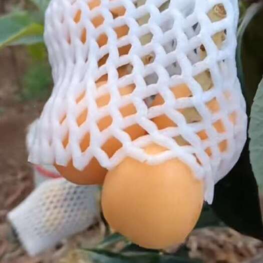 永善县码口枇杷