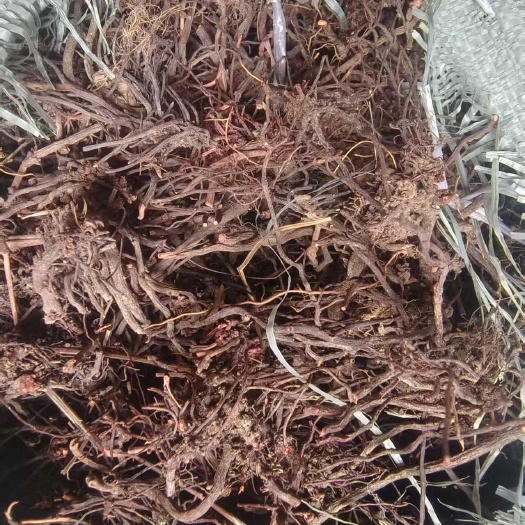 光山县茜草，户外人工采挖，水洗货，水洗三遍。