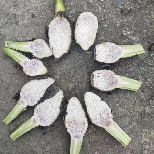 广西荔浦芋头种子  成品芋头，都有 量大小都有