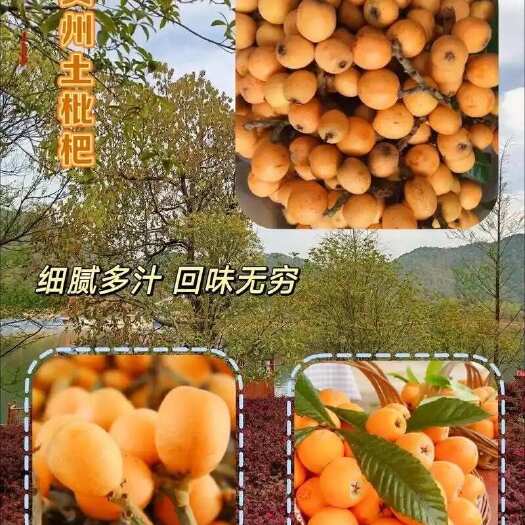 兴仁市贵州大五星枇杷新鲜采摘当天快递发货（连接只挂5到6月份）