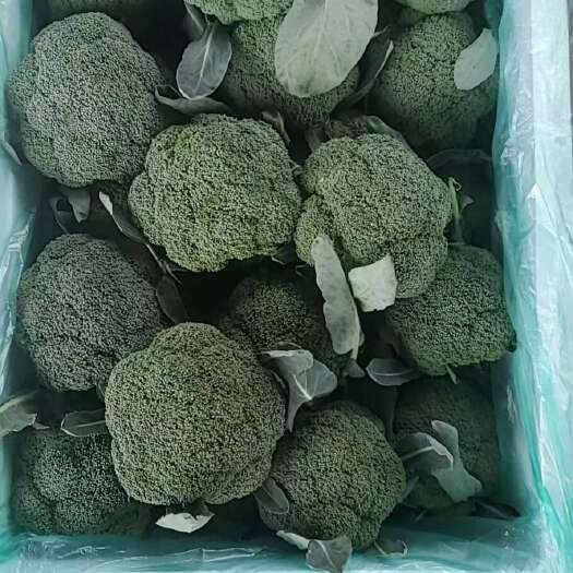 河南焦作优质西兰花新鲜采摘直销博爱县产地发货