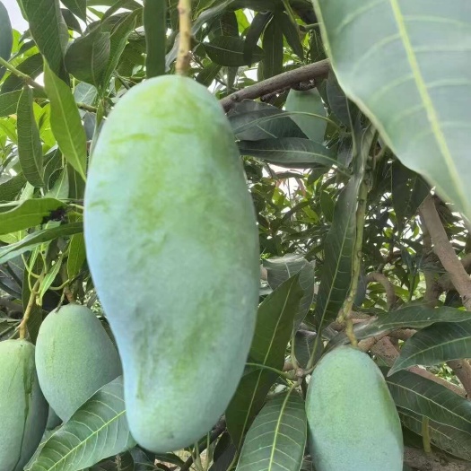 乐东县一级青芒