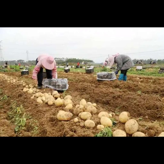 通许县河南通许万亩基地土豆即将上市，大面积基地一手货源，