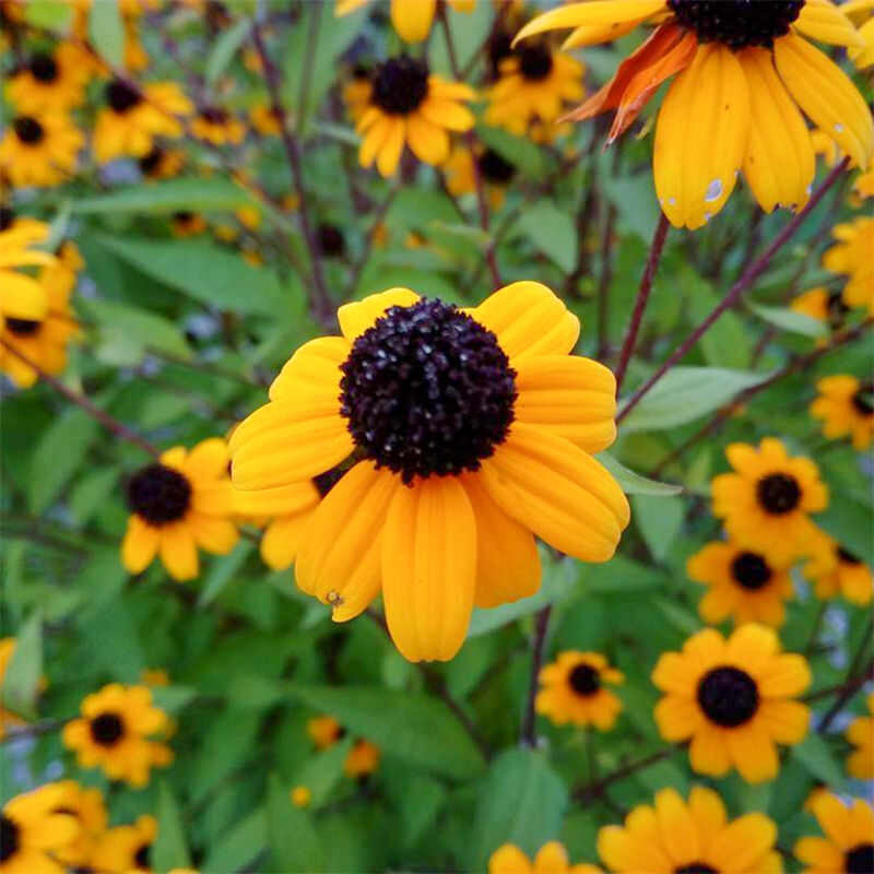 黑心菊种子宿根多年生耐寒耐旱金光菊景观绿化春秋播花种子花期长