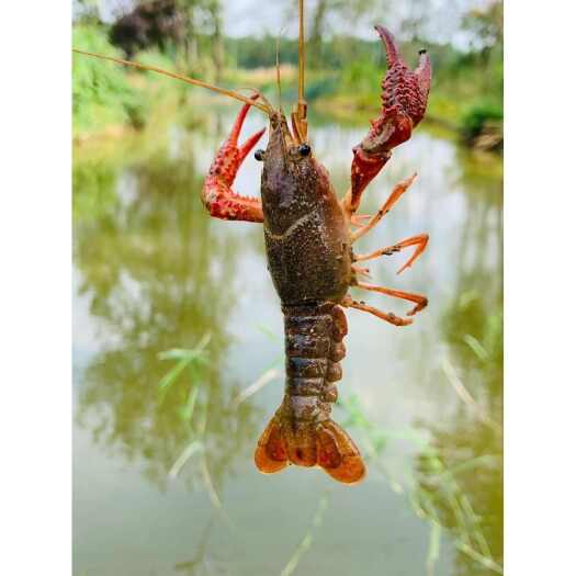 霍邱县大龙虾小龙虾清水鲜活的活体现货海鲜活虾供货新鲜批发零售