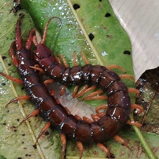 莆田福建黄多荆蜈蚣活体包邮