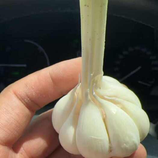 太和县精品蒜 产地安徽