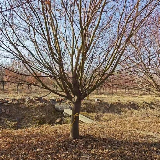 郯城县鸡爪槭—大量低价现货供应