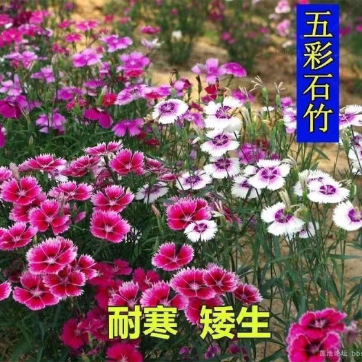 南京五彩石竹多年生花种子北方室外四季开花不断易种花种阳台景观种籽
