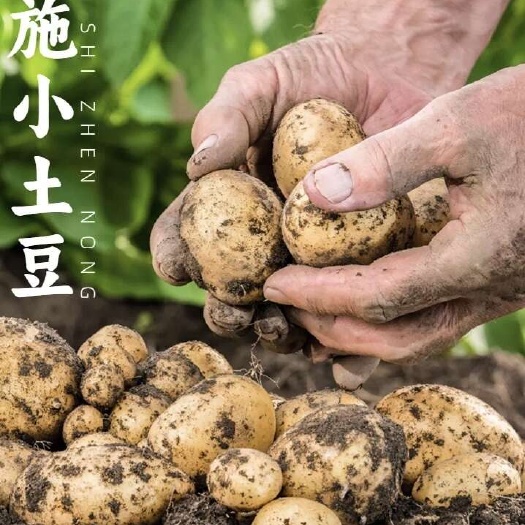 京山市湖北恩施特产富硒小土豆生态种植软糯香甜迷你马铃薯现挖洋芋