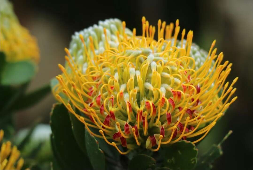 针垫花 袋苗 可用于园林工程绿化 全国各地可发货