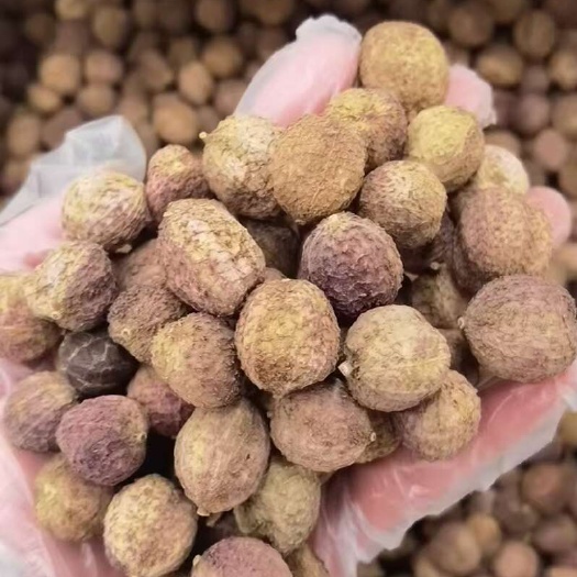 砂仁 砂仁 阳春砂仁 干果