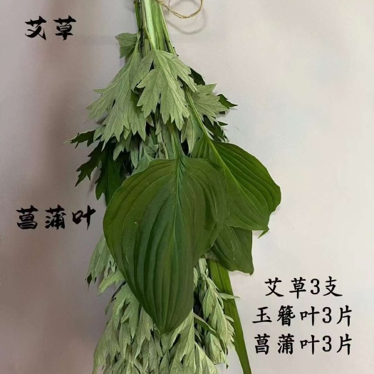 新鲜艾草苗艾草艾根苗传统中草药宛艾大白艾五节艾
