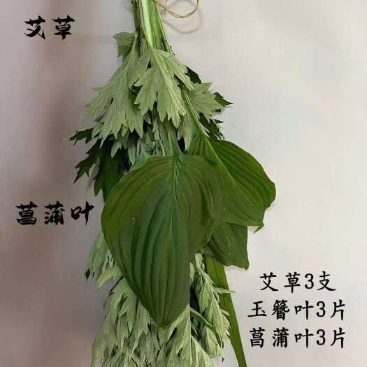 南召县新鲜艾草苗艾草艾根苗传统中草药宛艾大白艾五节艾