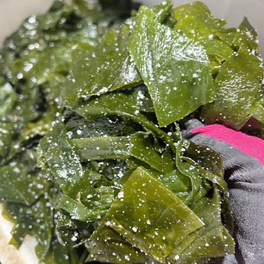 大连盐渍海带片整箱无沙麻辣烫火锅串串食材学校单位食堂商用一整箱