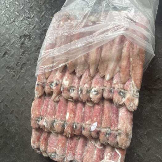 福州印尼拖网5号鱿鱼，精品好货，厂家一手货源