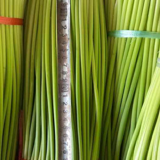 濮阳县河南濮阳新鲜红帽蒜苔 当日采摘批发供应