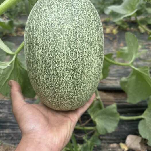 莘县绿25  玉菇