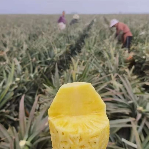 文昌市香水菠萝