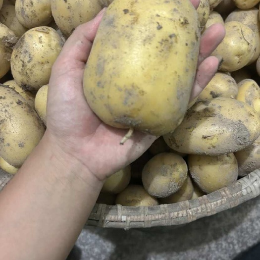 仙居县新鲜的黄心黄皮土豆 自家种植产地现挖现发，产量大 品质有保证