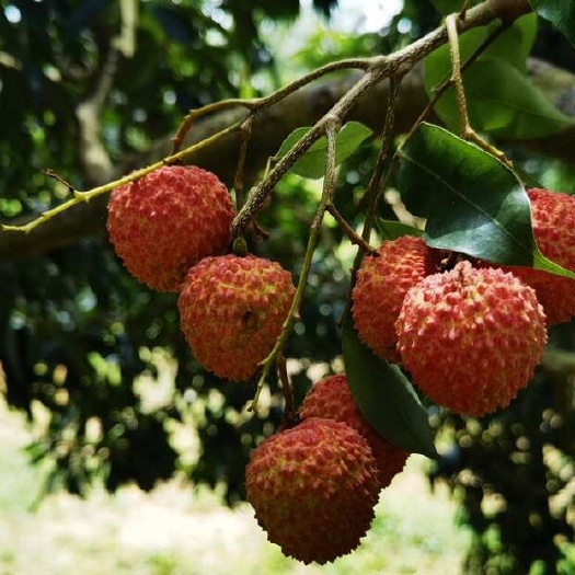 灵山县桂味荔枝