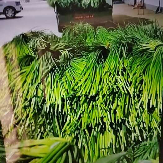 惠民县大量优质蒜台 红蒜台 白蒜台