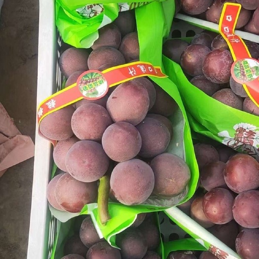 河北饶阳乒乓球葡萄 当日采摘现发货 饶阳特产果品