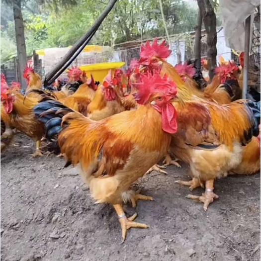 南宁大种肉鸡882/K9肉鸡公苗出壳苗2日龄