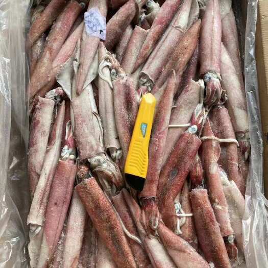 福州索马尼鱿鱼12/18