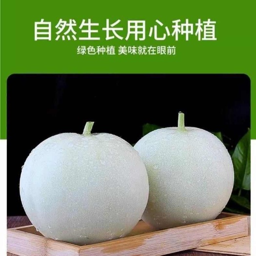 正宗新疆玉菇甜瓜