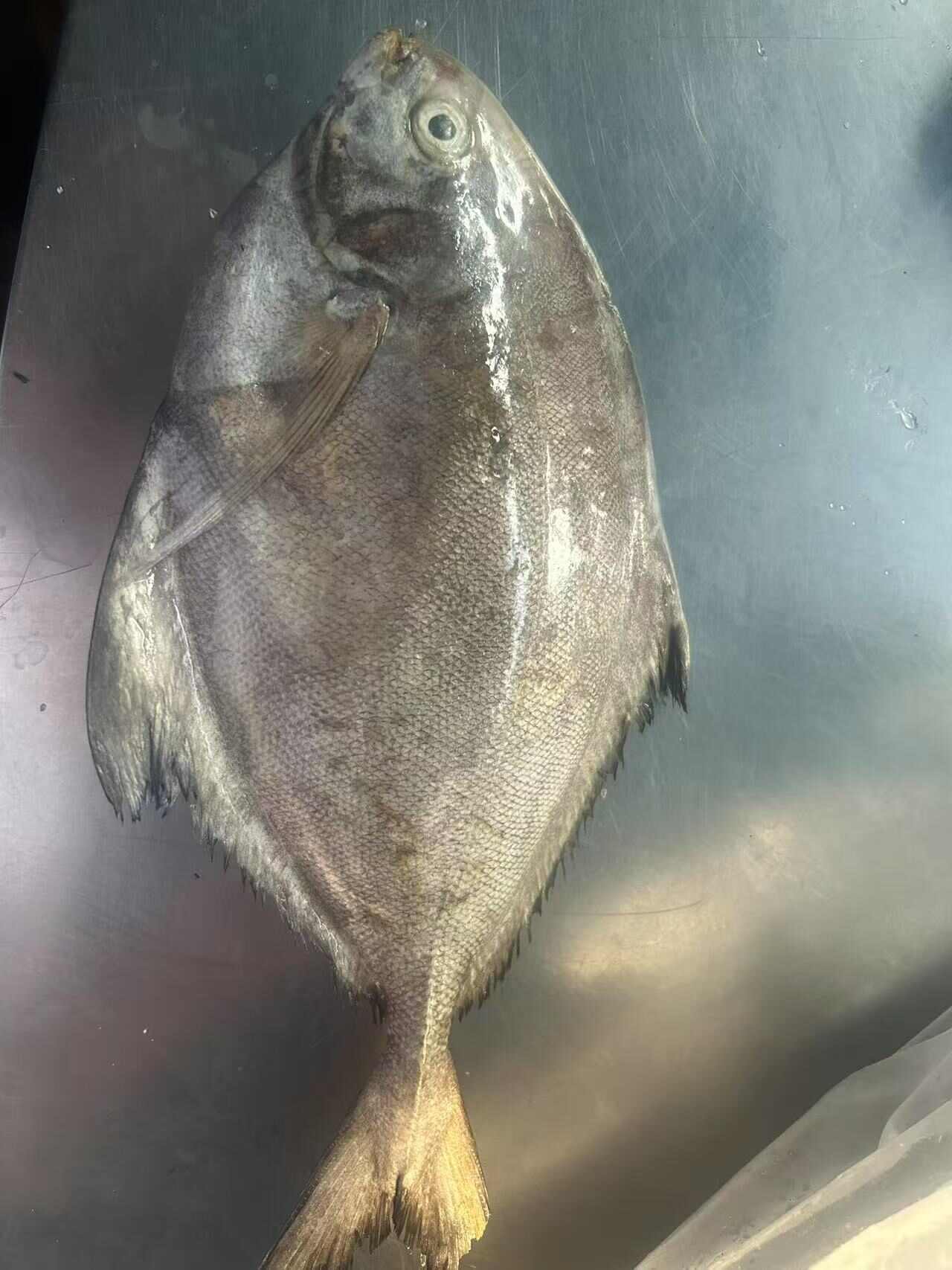 印尼鱿鱼，黑鲳鱼，6月份耗儿鱼