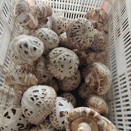 泌阳县香菇具有调节免疫功能的潜力干香菇是天然的提鲜增味