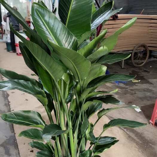 广州广州花都天堂鸟基地批发
