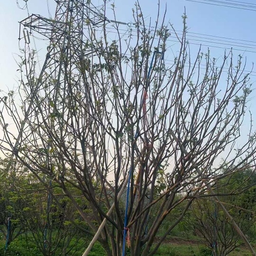英德市丛生黄皮树