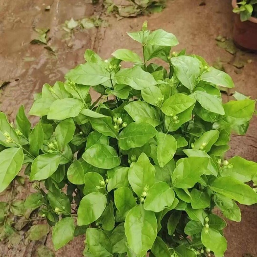 广州250盆茉莉花基地直销