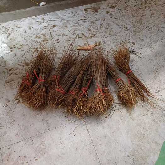 隆回县供黄柏苗木