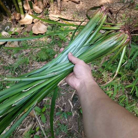 雅安红心宽叶石菖蒲