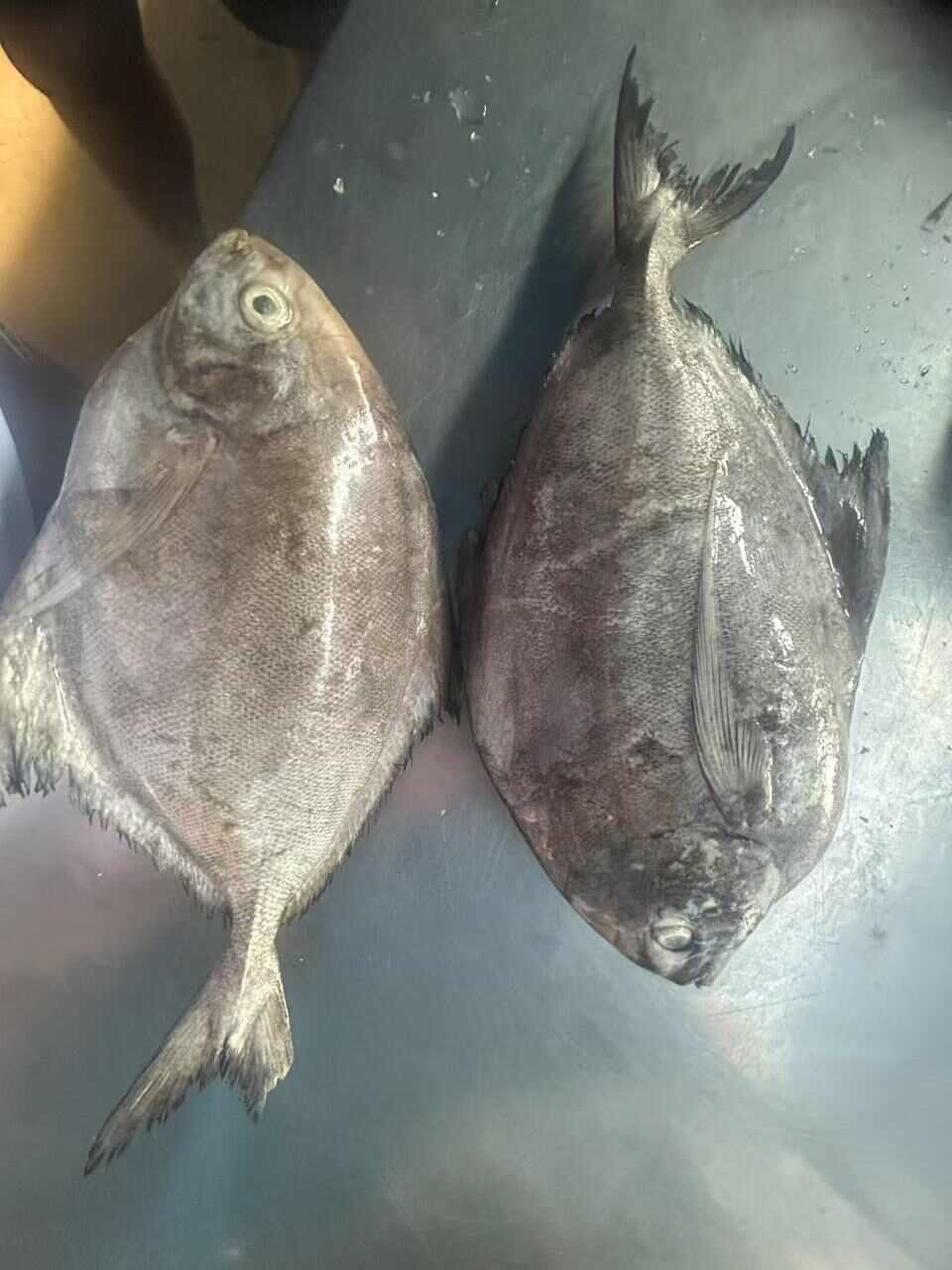 印尼鱿鱼，黑鲳鱼，6月份耗儿鱼