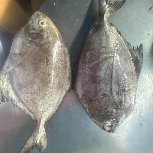 深圳印尼鱿鱼，黑鲳鱼，6月份耗儿鱼