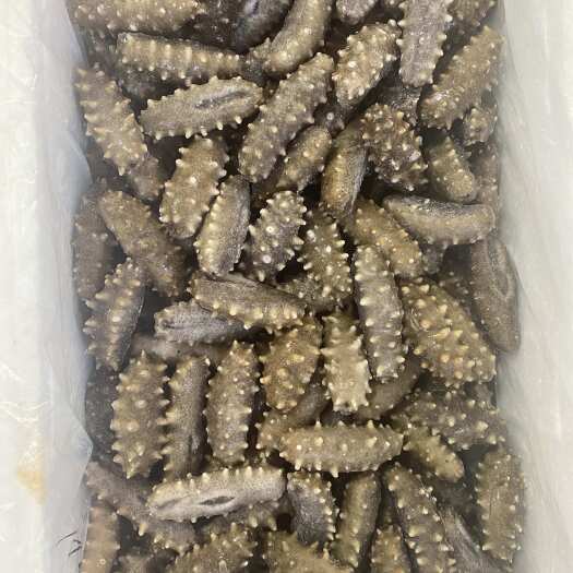 烟台2025年新货 鲜食海参好口感5-12头 电商好品