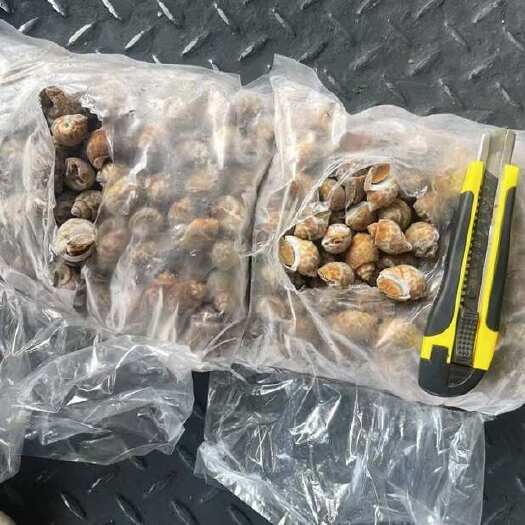 福州巴基斯坦花螺80/120