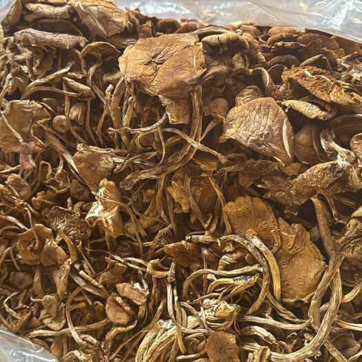 昆明茶树菇开花