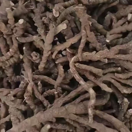 东兴市纯石菖蒲