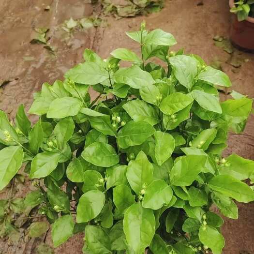 广州广州花都茉莉基地供应