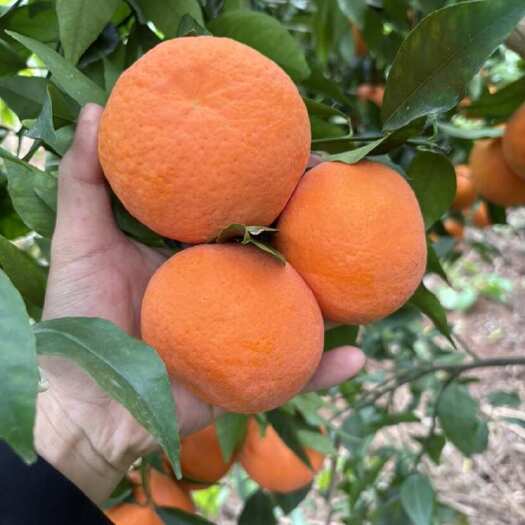 鹤庆县云南精品沃柑