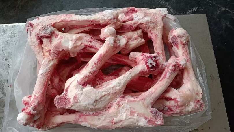 商丘母猪后腿骨