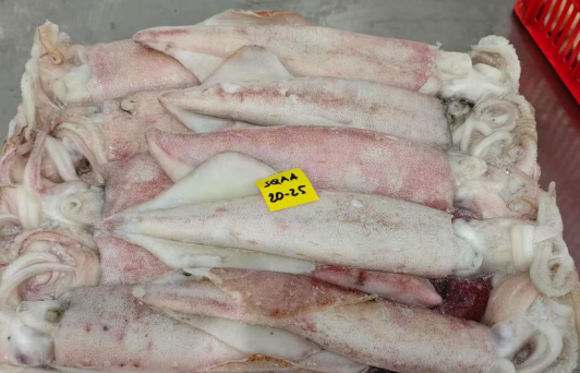 印尼鱿鱼，黑鲳鱼，6月份耗儿鱼