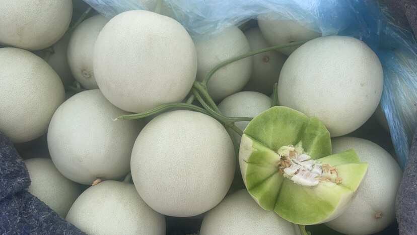 玉菇甜瓜一件代发，对接各电商平台