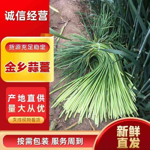 金鄉(xiāng)蒜苔，貨源充足，專業(yè)儲存，代發(fā)市場